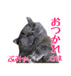 うちのデブリティシュ（個別スタンプ：3）