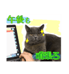 うちのデブリティシュ（個別スタンプ：4）