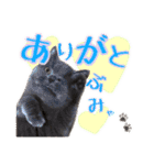 うちのデブリティシュ（個別スタンプ：6）