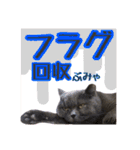 うちのデブリティシュ（個別スタンプ：11）