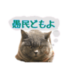 うちのデブリティシュ（個別スタンプ：13）