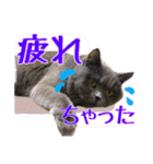 うちのデブリティシュ（個別スタンプ：15）