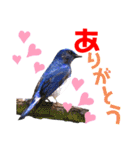幸せを運ぶ青い鳥たち【正規版（第2版）】（個別スタンプ：2）