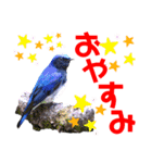 幸せを運ぶ青い鳥たち【正規版（第2版）】（個別スタンプ：4）