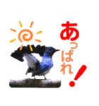 幸せを運ぶ青い鳥たち【正規版（第2版）】（個別スタンプ：8）