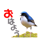 幸せを運ぶ青い鳥たち【正規版（第2版）】（個別スタンプ：9）