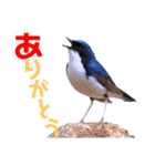 幸せを運ぶ青い鳥たち【正規版（第2版）】（個別スタンプ：10）