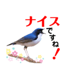 幸せを運ぶ青い鳥たち【正規版（第2版）】（個別スタンプ：11）