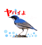 幸せを運ぶ青い鳥たち【正規版（第2版）】（個別スタンプ：16）