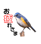 幸せを運ぶ青い鳥たち【正規版（第2版）】（個別スタンプ：18）