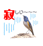 幸せを運ぶ青い鳥たち【正規版（第2版）】（個別スタンプ：22）