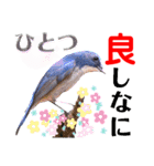 幸せを運ぶ青い鳥たち【正規版（第2版）】（個別スタンプ：34）