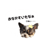 ぼくはチャイ。（個別スタンプ：1）
