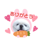 ペキまろ挨拶2（個別スタンプ：2）