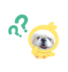 ペキまろ挨拶2（個別スタンプ：5）