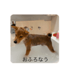 柴犬 あられとせんべえ（個別スタンプ：4）