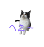 おうち猫はなちゃんのスタンプ5（個別スタンプ：1）