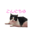 おうち猫はなちゃんのスタンプ5（個別スタンプ：2）