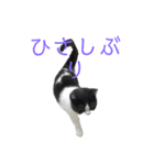 おうち猫はなちゃんのスタンプ5（個別スタンプ：3）