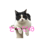 おうち猫はなちゃんのスタンプ5（個別スタンプ：5）