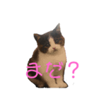 おうち猫はなちゃんのスタンプ5（個別スタンプ：7）