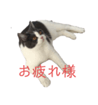おうち猫はなちゃんのスタンプ5（個別スタンプ：8）