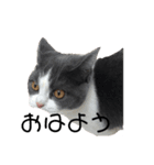おうち猫はなちゃんのスタンプ5（個別スタンプ：10）