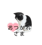 おうち猫はなちゃんのスタンプ5（個別スタンプ：12）