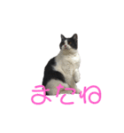 おうち猫はなちゃんのスタンプ5（個別スタンプ：14）