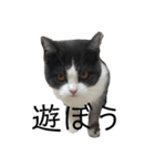 おうち猫はなちゃんのスタンプ5（個別スタンプ：16）