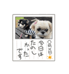 モコモコたん⑤（個別スタンプ：23）