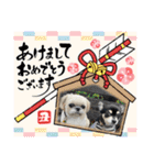 モコモコたん⑤（個別スタンプ：36）