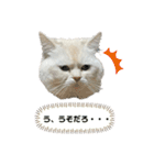 ねこ の ちくわ 3（個別スタンプ：1）