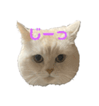 ねこ の ちくわ 3（個別スタンプ：2）