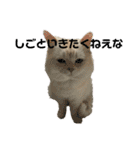 ねこ の ちくわ 3（個別スタンプ：3）