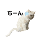 ねこ の ちくわ 3（個別スタンプ：4）