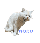 ねこ の ちくわ 3（個別スタンプ：5）