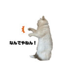 ねこ の ちくわ 3（個別スタンプ：11）
