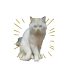 ねこ の ちくわ 3（個別スタンプ：12）