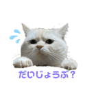 ねこ の ちくわ 3（個別スタンプ：13）