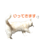ねこ の ちくわ 3（個別スタンプ：14）