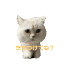 ねこ の ちくわ 3（個別スタンプ：15）