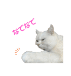 ねこ の ちくわ 3（個別スタンプ：16）