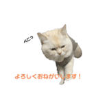ねこ の ちくわ 3（個別スタンプ：18）