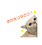 ねこ の ちくわ 3（個別スタンプ：19）