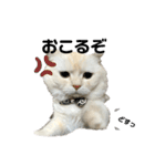 ねこ の ちくわ 3（個別スタンプ：20）