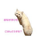 ねこ の ちくわ 3（個別スタンプ：21）