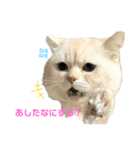 ねこ の ちくわ 3（個別スタンプ：22）