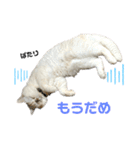 ねこ の ちくわ 3（個別スタンプ：24）