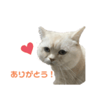 ねこ の ちくわ 3（個別スタンプ：25）